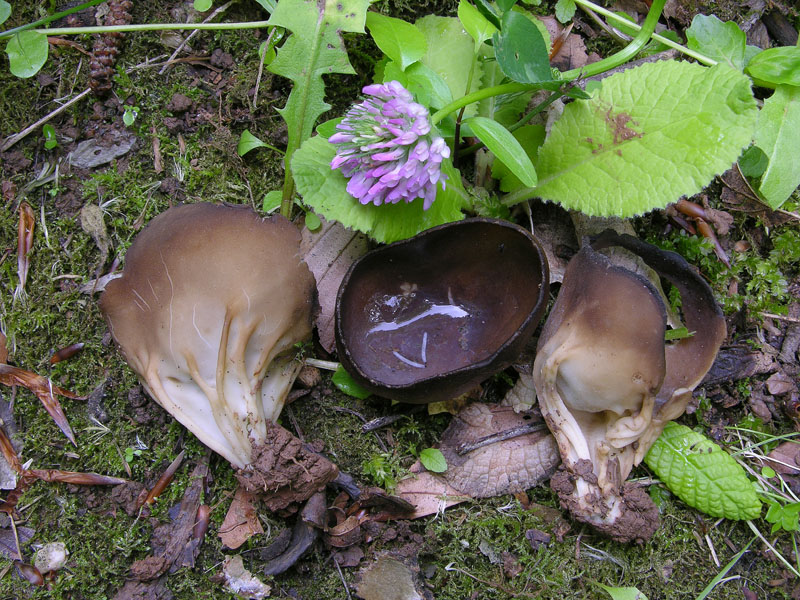 Eccoli i funghi.......